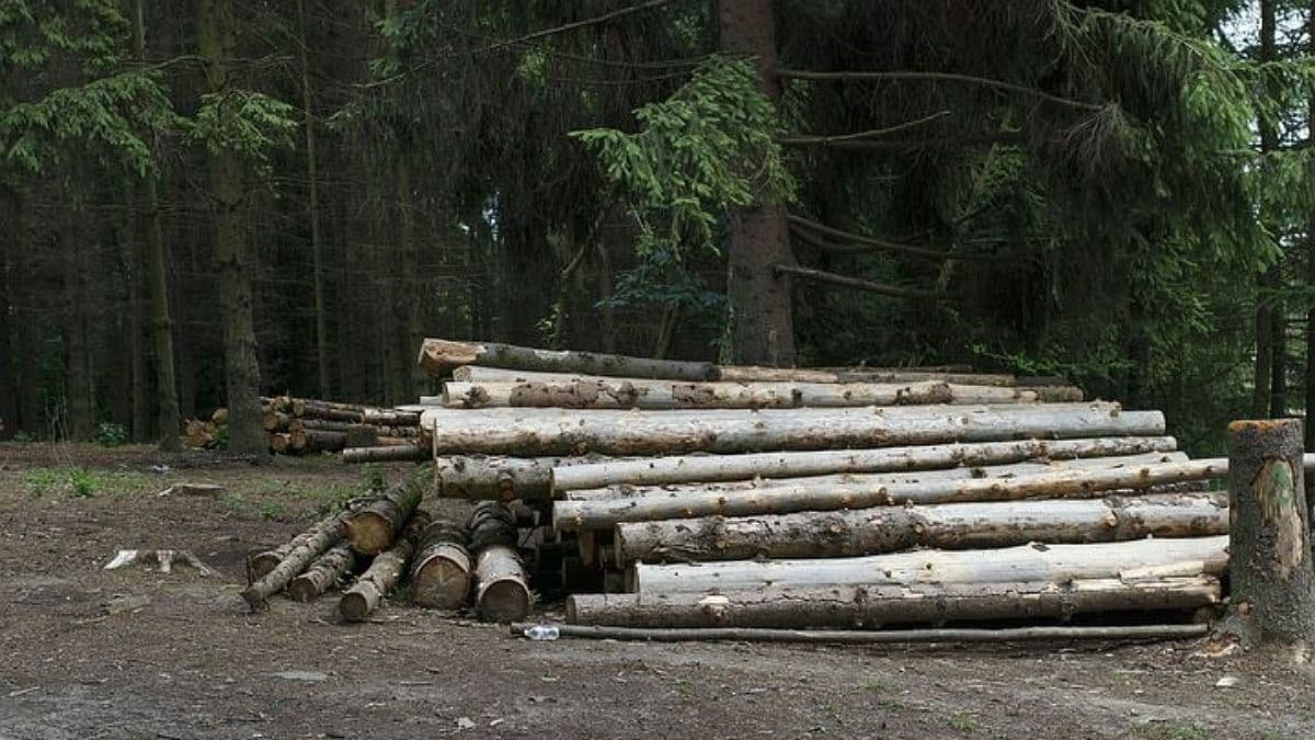 В Украине за год ухудшилось состояние лесов. Экологи насчитали 500 млн грн убытков