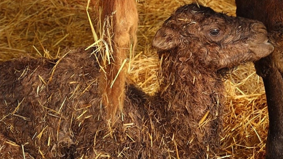 В зоопарке Харькова родился верблюжонок: чем он занимается и что кушает