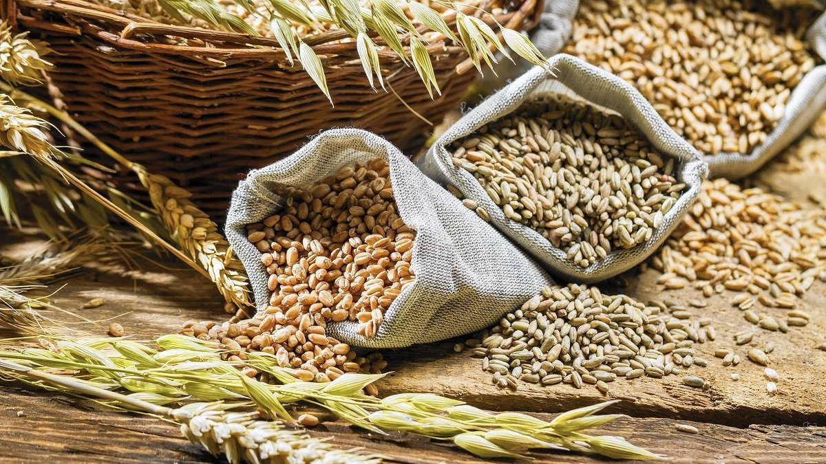 Україна безкоштовно передасть Сомалі та Ефіопії пшеницю: населенню цих країн загрожує голод