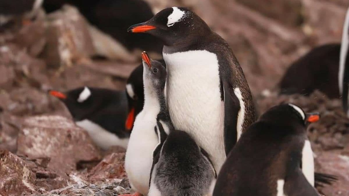 Минутка милоты: полярники «Академика Вернадского» сняли видео, как пингвины выпрыгивают из воды на берег