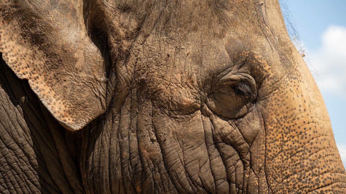 В Англії через смертельний вірус масово гинуть слони