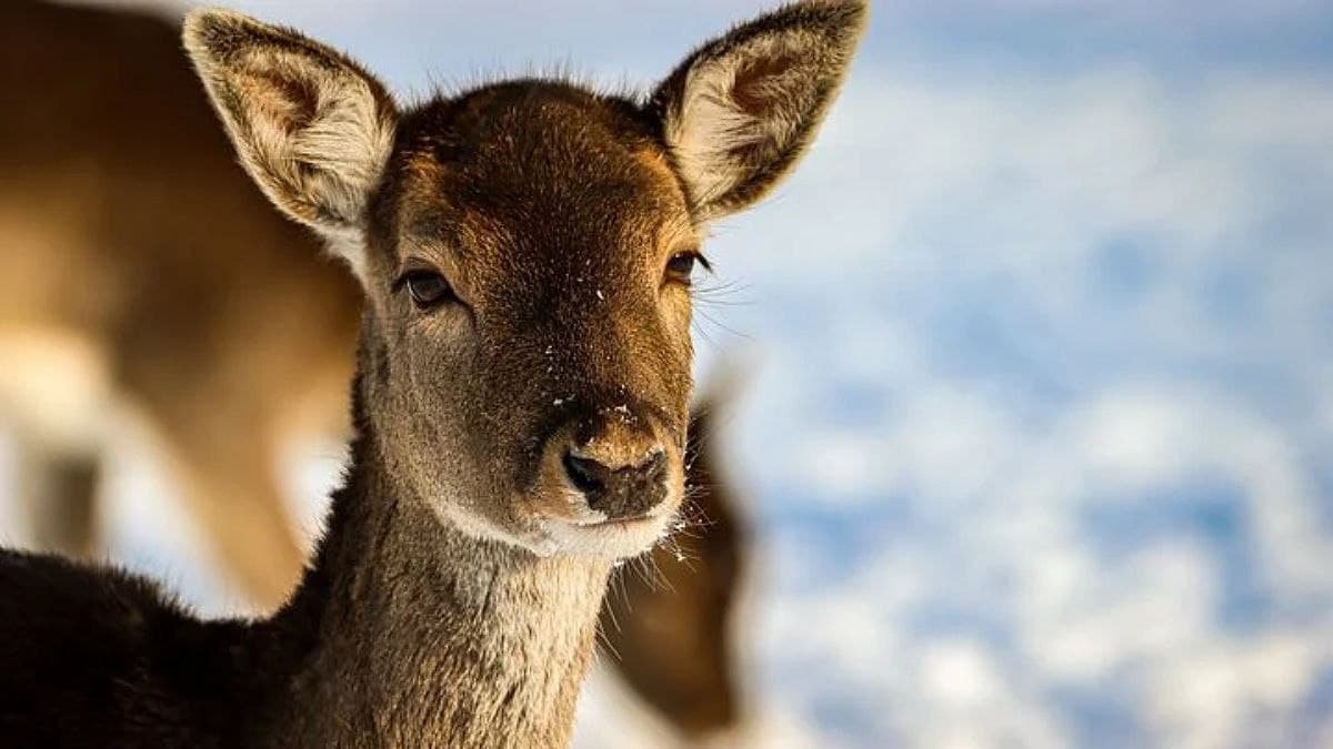 У США науковці виявили штам Омікрон у диких оленів