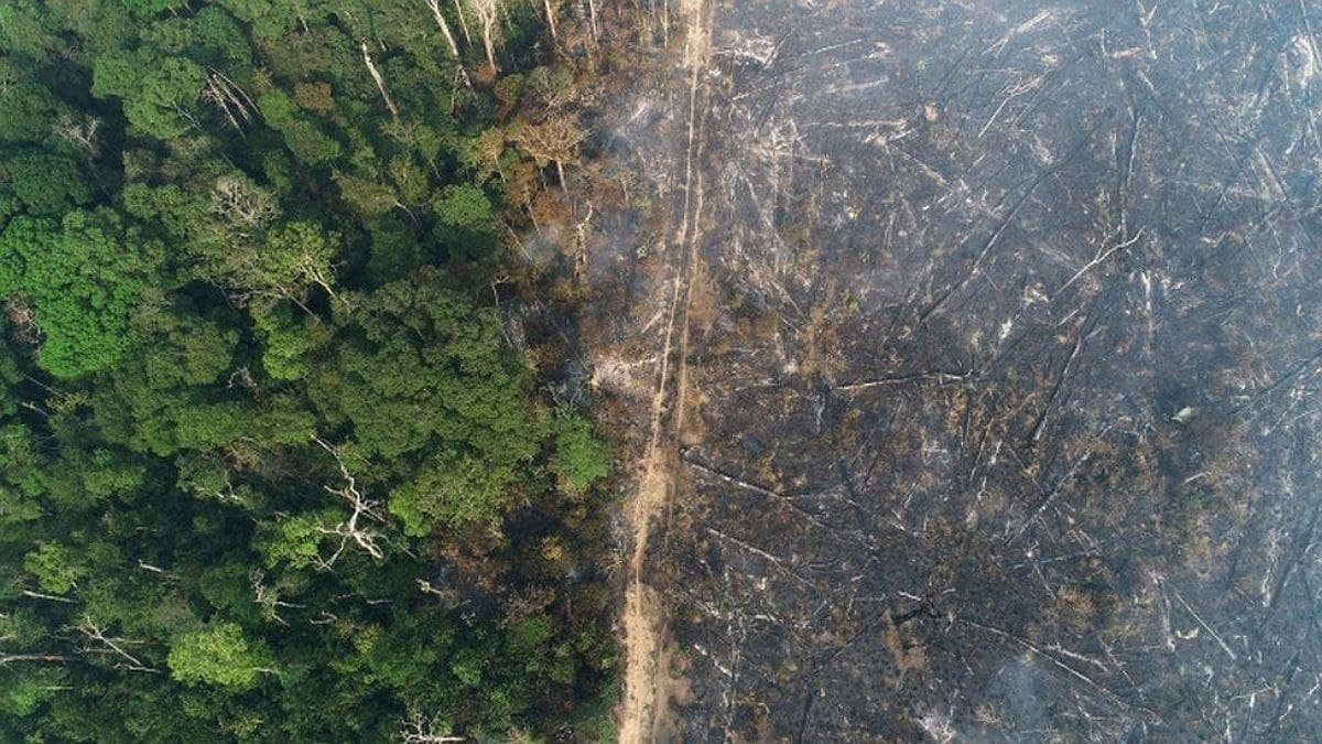 В январе вырубка лесов Амазонки достигла рекордного уровня: чем это грозит