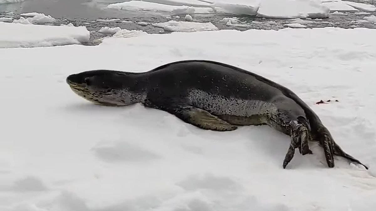 Украинские полярники показали, как для них позировал морской леопард: видео