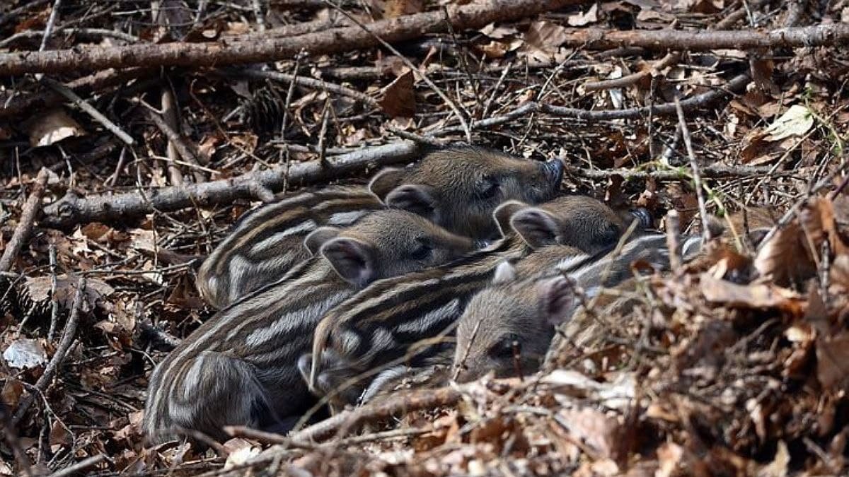 В зоопарке Винницы пополнение: у диких кабанов родились поросята