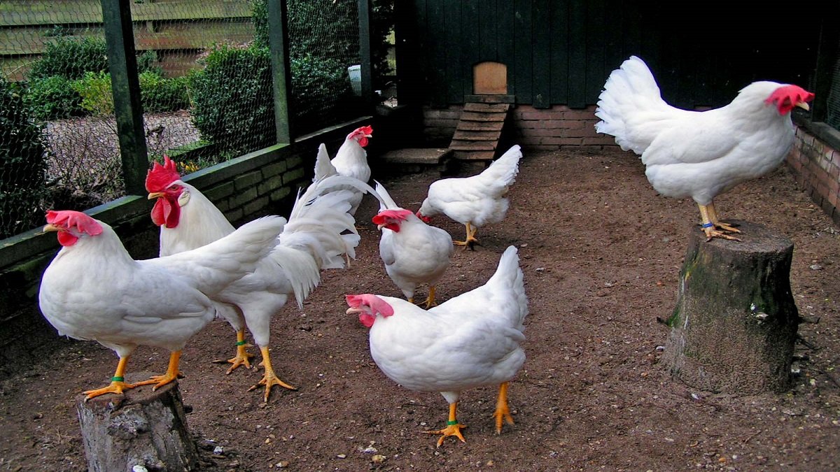 Птицам нечего есть из-за агрессии РФ: в Херсонской области на птицефабрике убьют всех кур