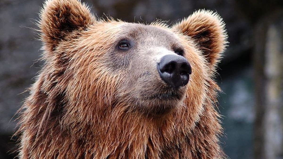 З притулку під Києвом евакуювали сімох ведмедів у Львівську область