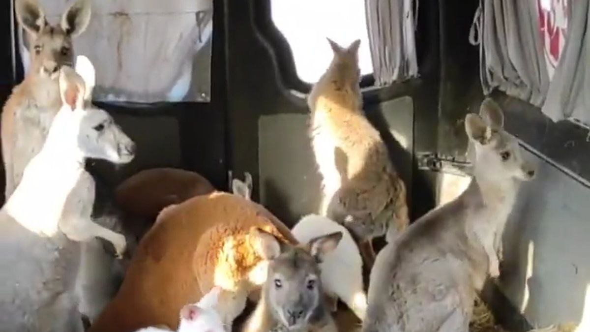 Из зоопарка Харькова удалось эвакуировать кенгуру