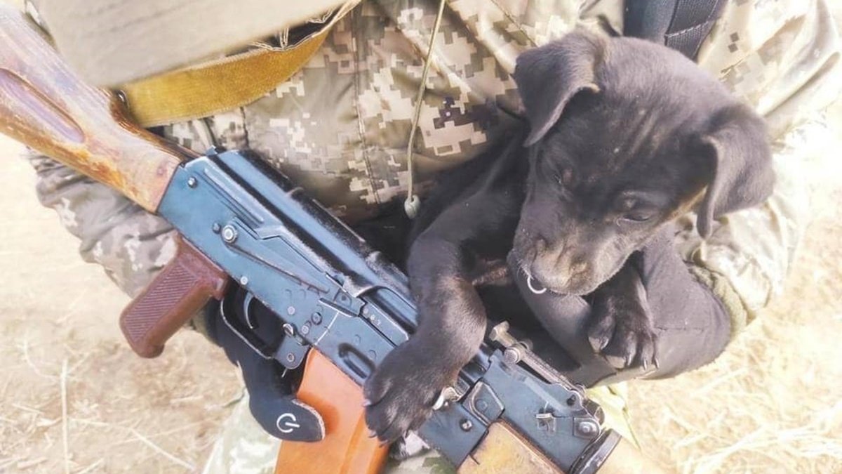 В Госпогранслужбе родилась собака-защитница: ей всего месяц и она уже помогает военным