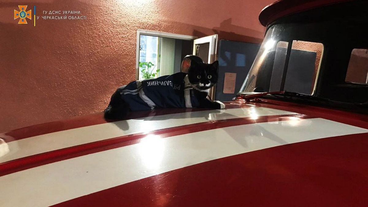 Пожарные Черкасс показали своего кота-спасателя: антистресс для защитников