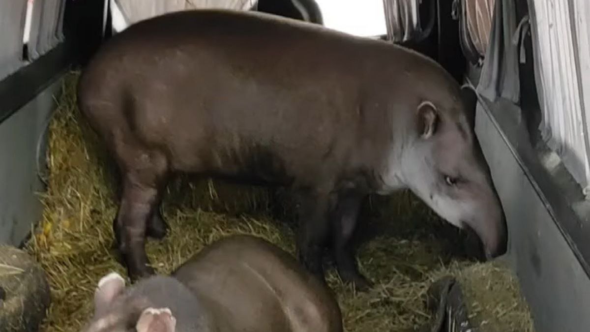 Из зоопарка Харькова эвакуировали семью тапиров