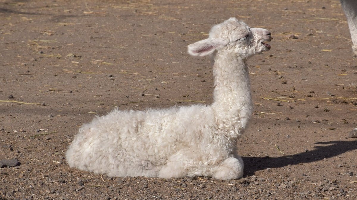 У зоопарку Одеси народилося дитинча лами
