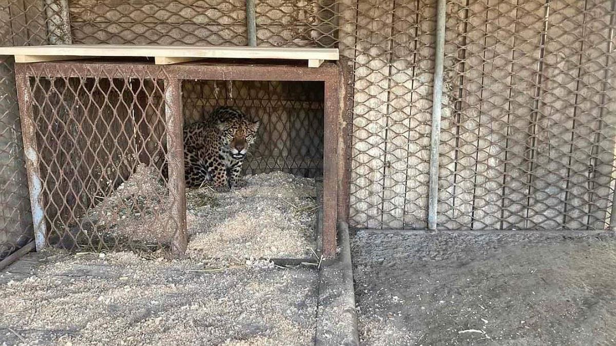 У зоопарк Вінниці з Одеської області евакуювали ягуару та тигрицю