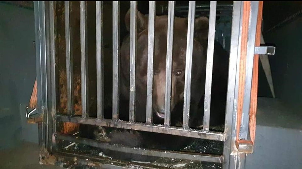 В Румынию эвакуировали медведя и волчицу из Черновицкой области