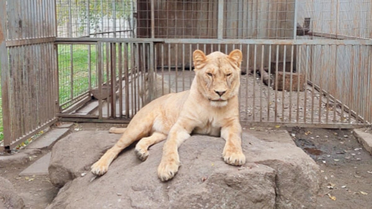 Оккупанты убили 19 животных в зоопарке Мариуполя