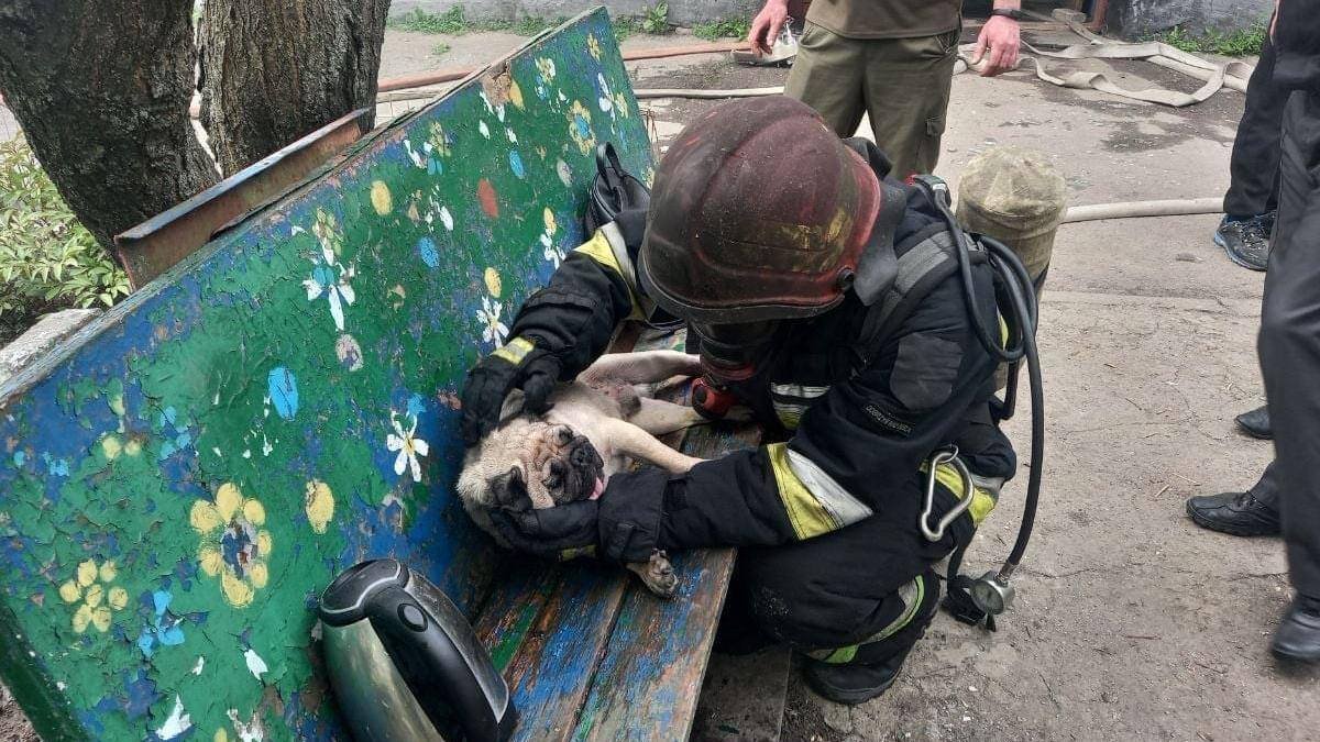 В Запорожской области спасли из горящей квартиры мопса