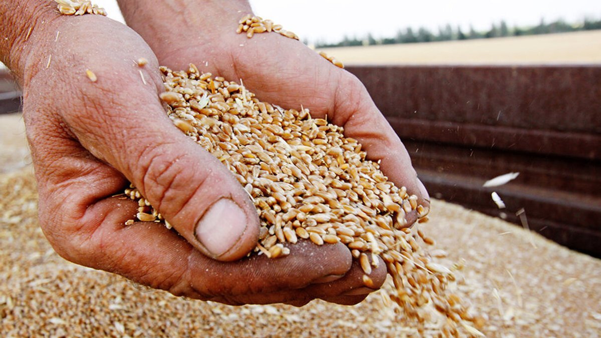 россия отправила Сирии около 100 000 тонн пшеницы, украденной у Украины
