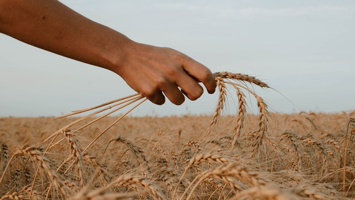 Турция подготовила «дорожную карту» для разблокировки экспорта украинского зерна