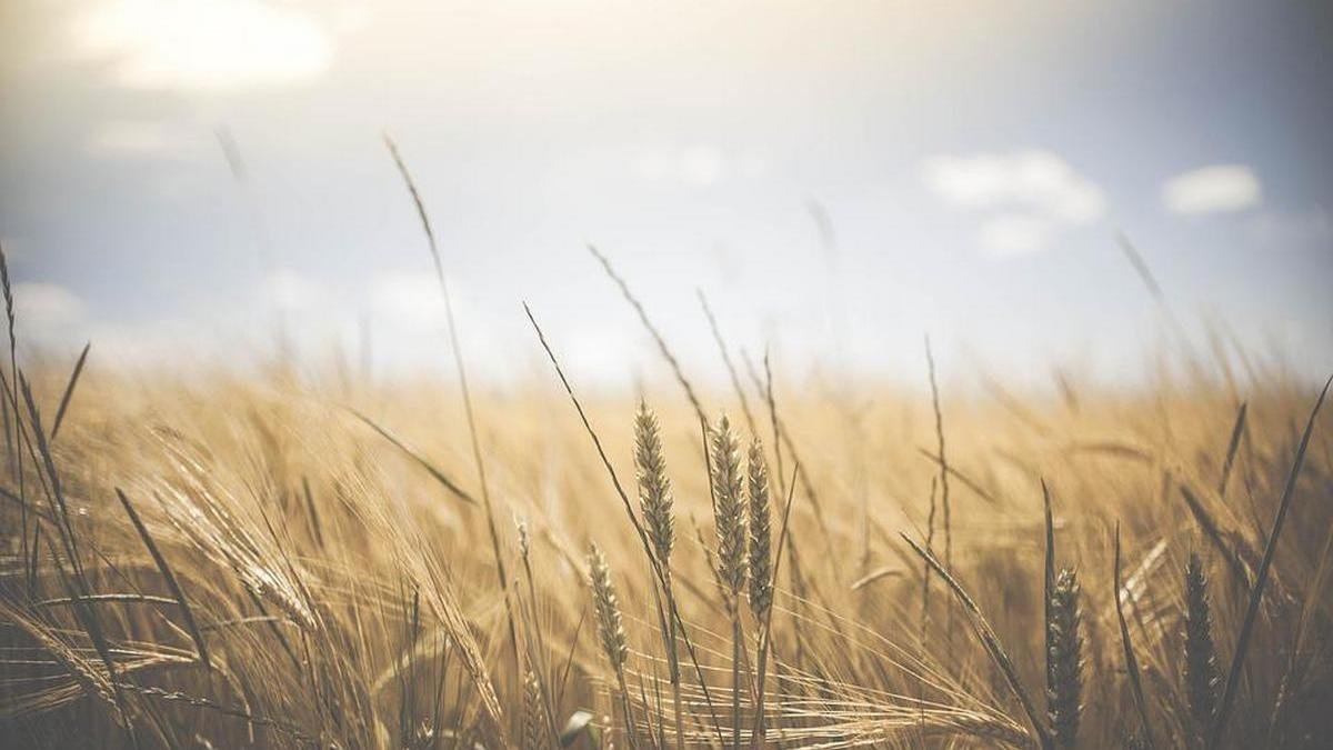 Великобритания предлагает создать гуманитарную зону для экспорта зерна из Украины