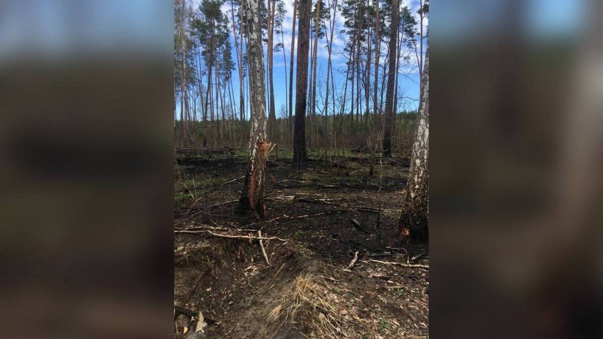 В Черниговской области оккупанты уничтожили 400 гектаров леса: убытки составляют более 3 миллиардов гривен