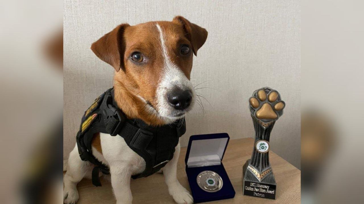 Пёс Патрон получил награду кинологического клуба Ирландии