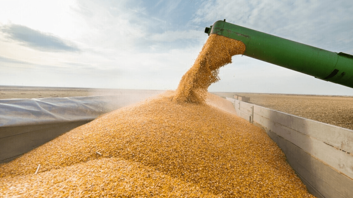 Украинское зерно с пестецидами попало в Европу