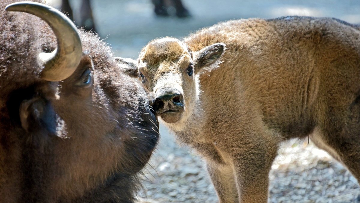 У зоопарку Києва народилися двоє маленьких бізончиків