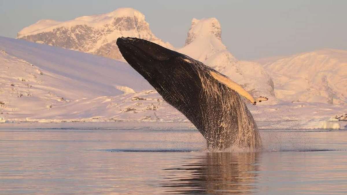 Найбільші тварини на планеті: полярники розповіли п'ять цікавих фактів про китів