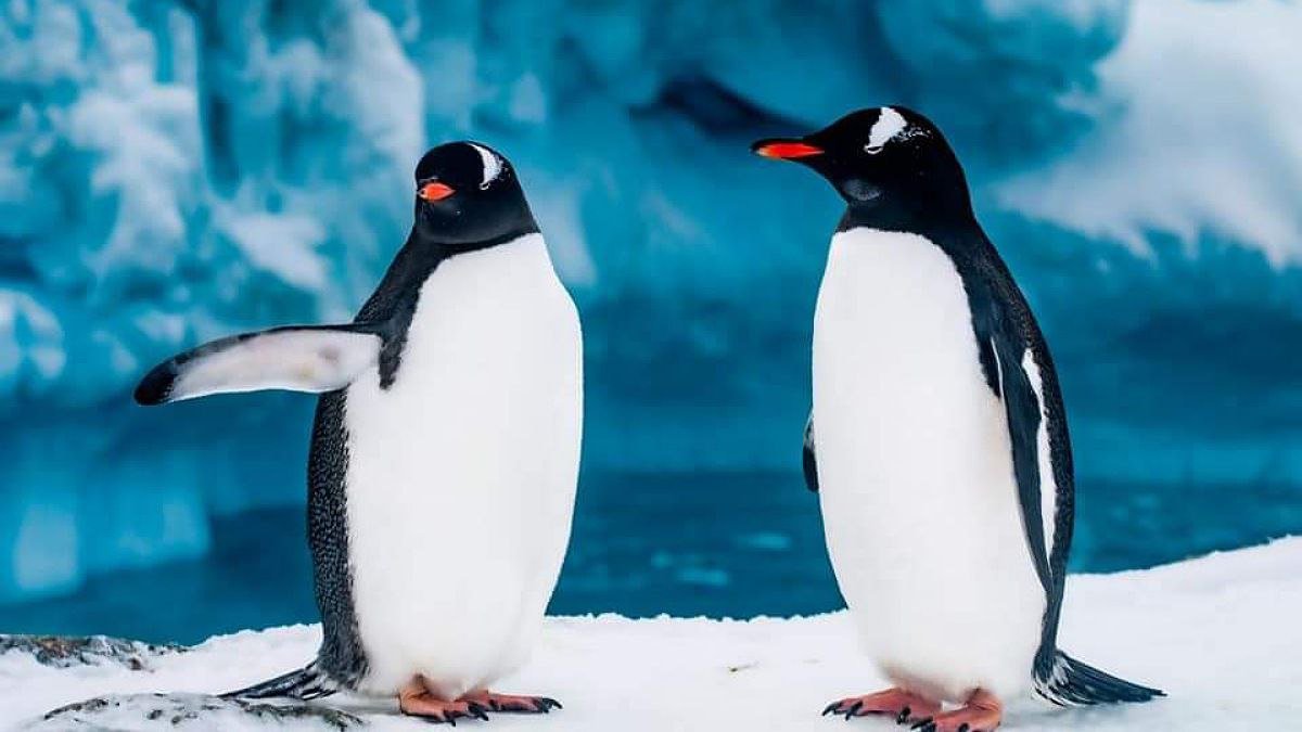 На станцию «Академик Вернадский» вернулись пингвины