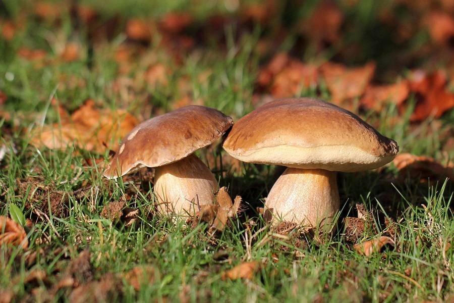 24 вересня: День міста Хмельницький, міжнародний день караванників та Європейський  день грибів
