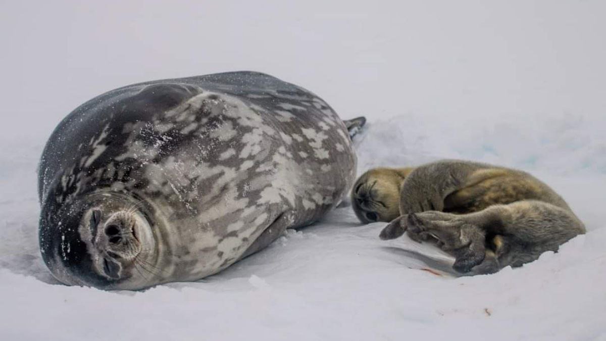 Полярники станции «Академик Вернадский» рассказали, как назвали новорождённых тюленят