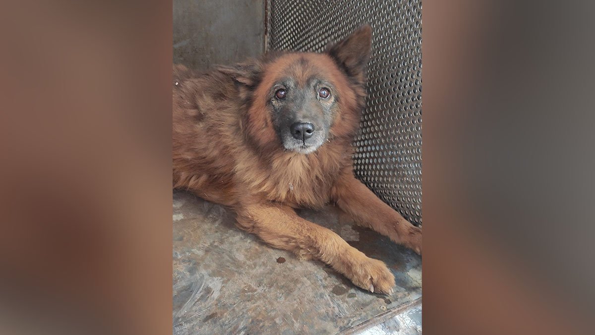 Пес Крим: історія собаки, який став символом трагедії у Дніпрі