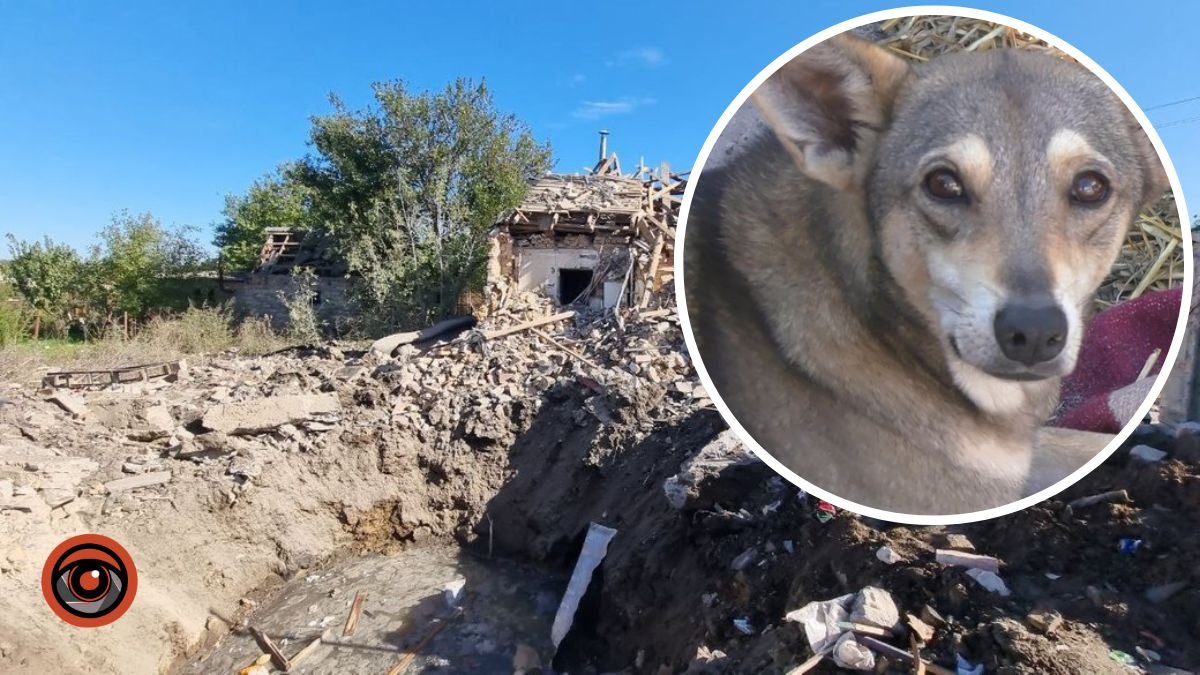 В Запорожской области в жилой дом попала ракета. Люди спаслись благодаря  собаке