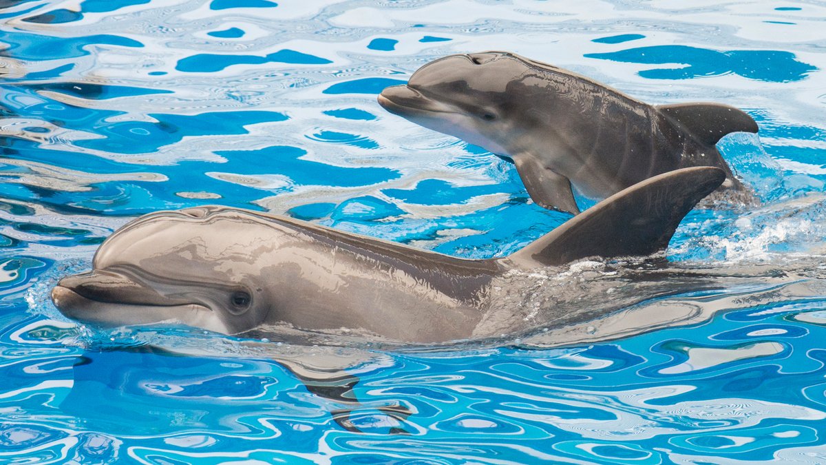 Дельфіни Чорного моря опинилися на межі вимирання: у чому причина та як їх рятують