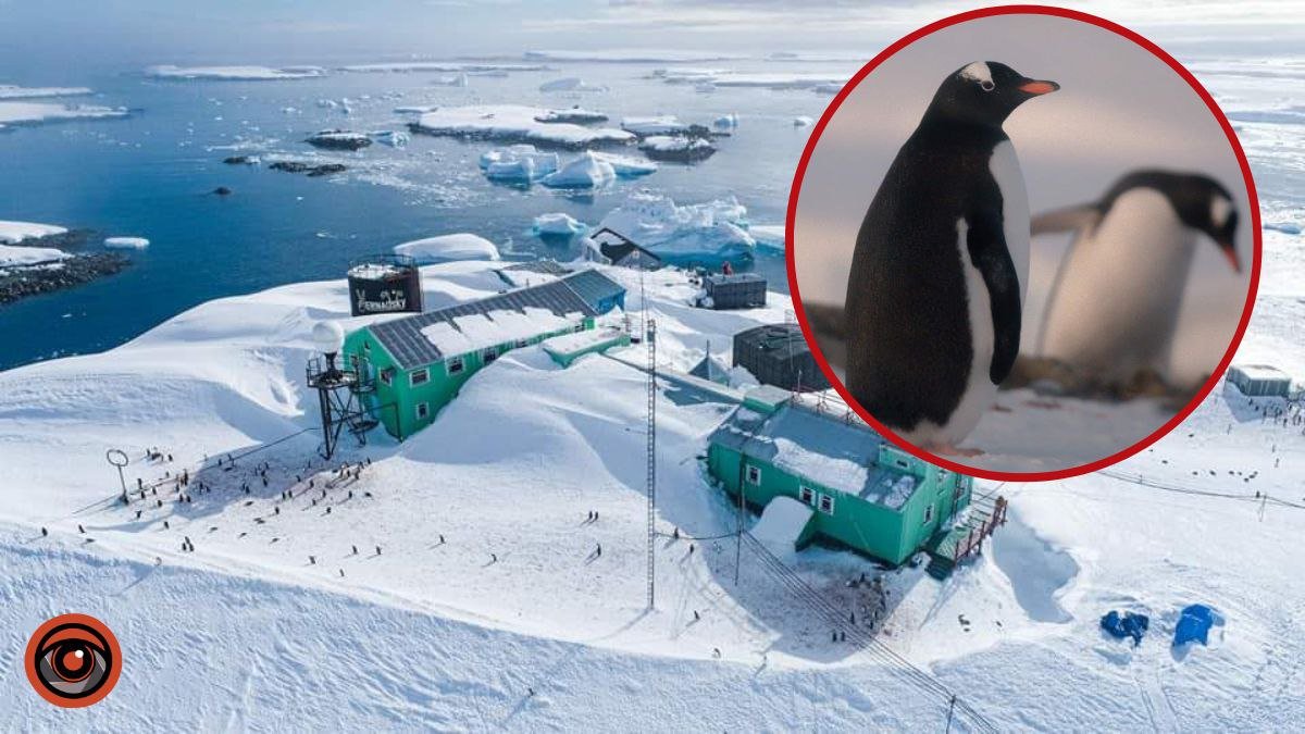 Пінгвіни ходять дахом станції: на «Академік Вернадський» новий сніговий рекорд