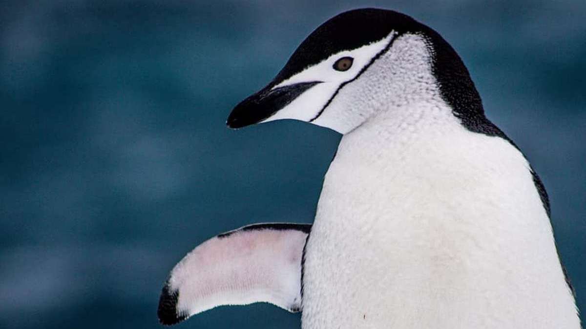На станции «Академик Вернадский» поселились пингвины-полицейские — что о них известно