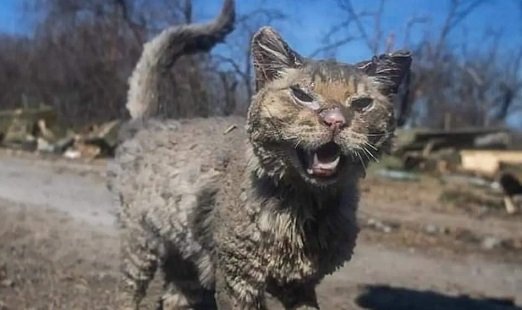 Восстал из ада: как сложилась судьба обгоревшего котика Феникса из Бучи