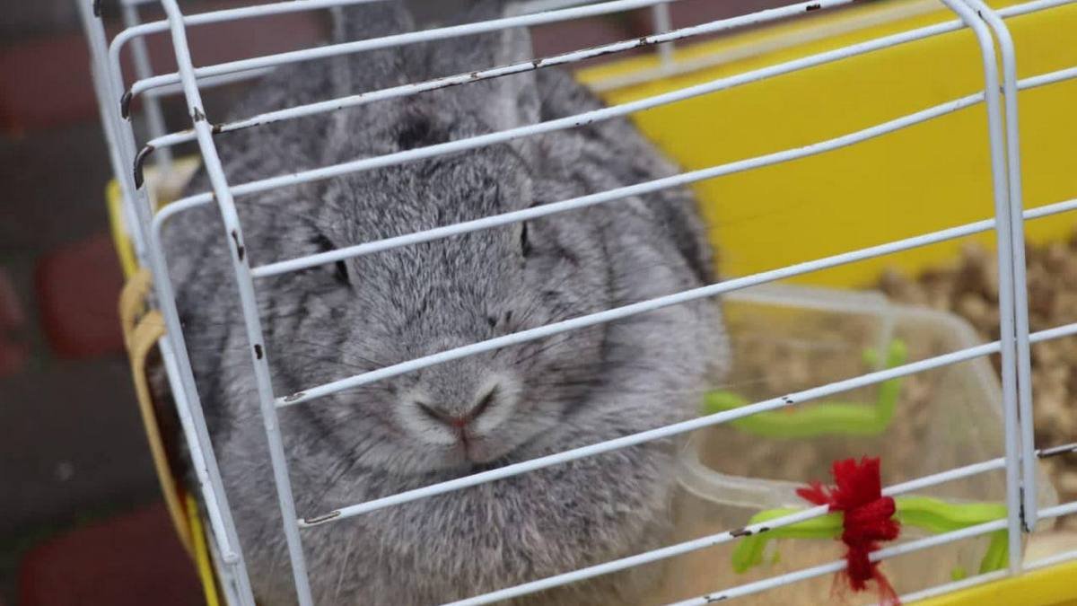 Из разрушенного россиянами дома в Вышгороде спасли кролика