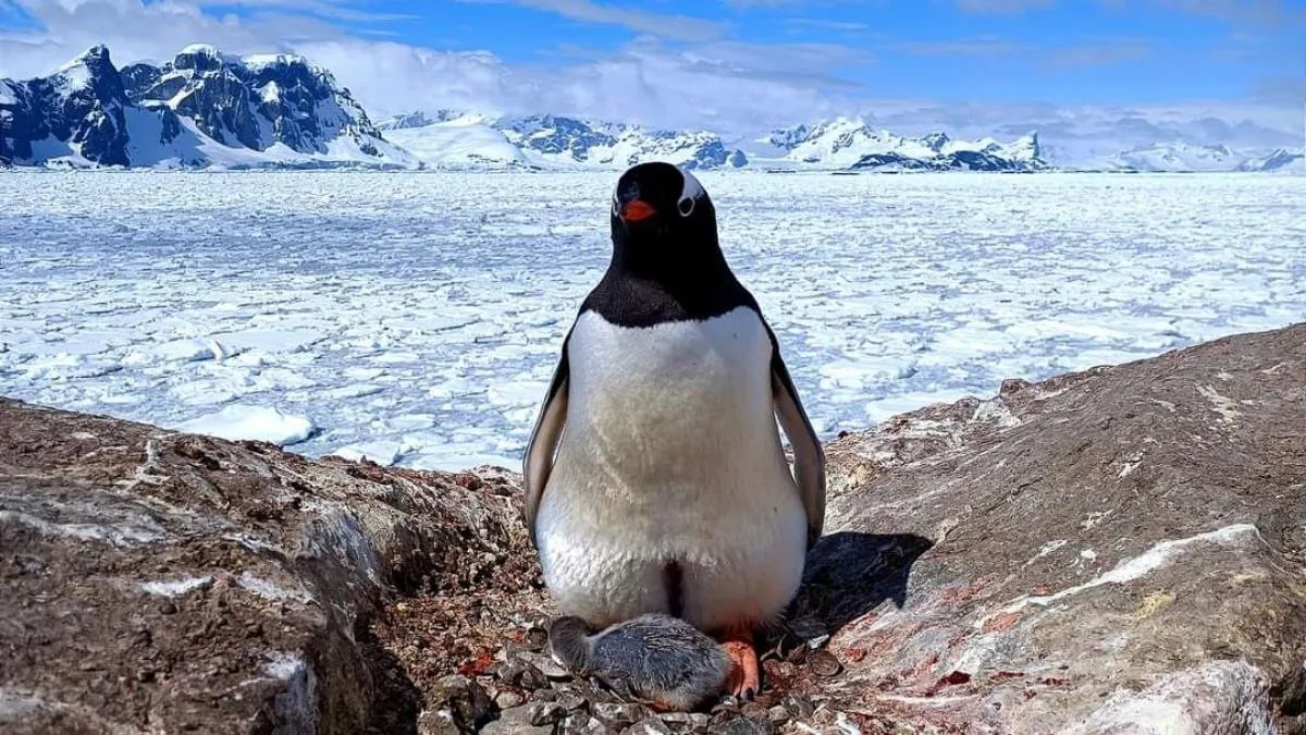 Возле станции «Академик Вернадский» родились первые пингвинятки