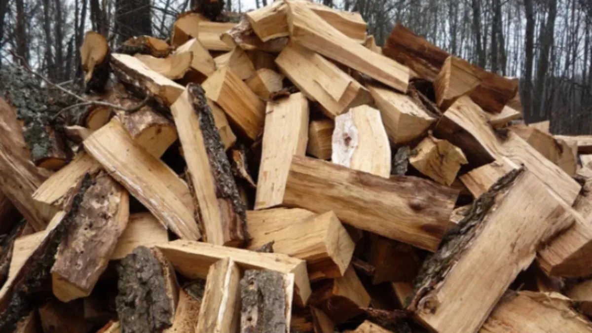 Словакия обеспечит дровами три сотни домохозяйств в Закарпатье