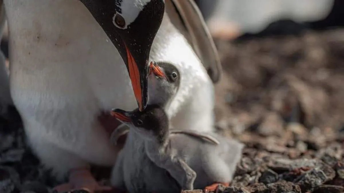 Минута благодати — полярники «Академика Вернадского» показали, как «общаются» новорождённые пингвинятки