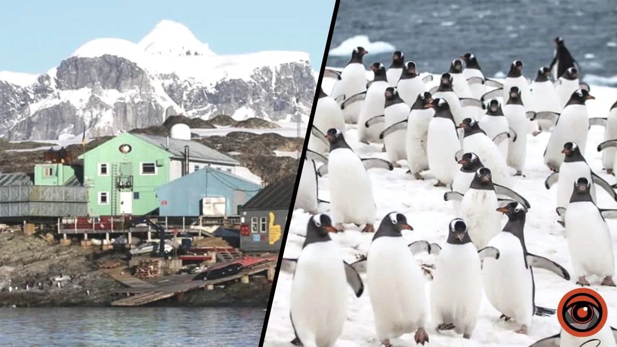 Станцию "Академик Вернадский" "захватили" пингвины: ученые рассказали, почему увеличилась их популяция