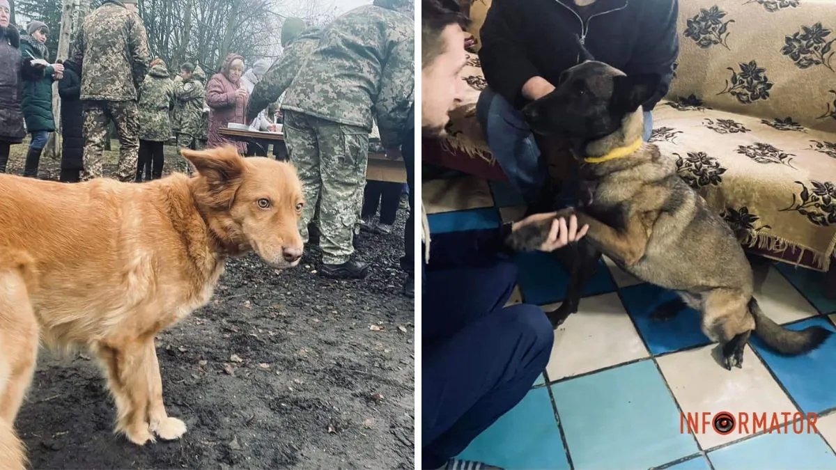 Как собаки могут помочь пострадавшим от войны в Украине