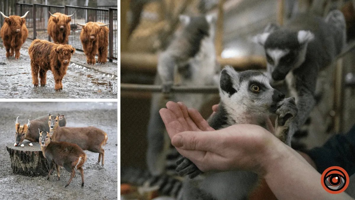 Лемур Байрактар, оленятко Мія, альпака Луна: у Київському зоопарку народжуються малюки