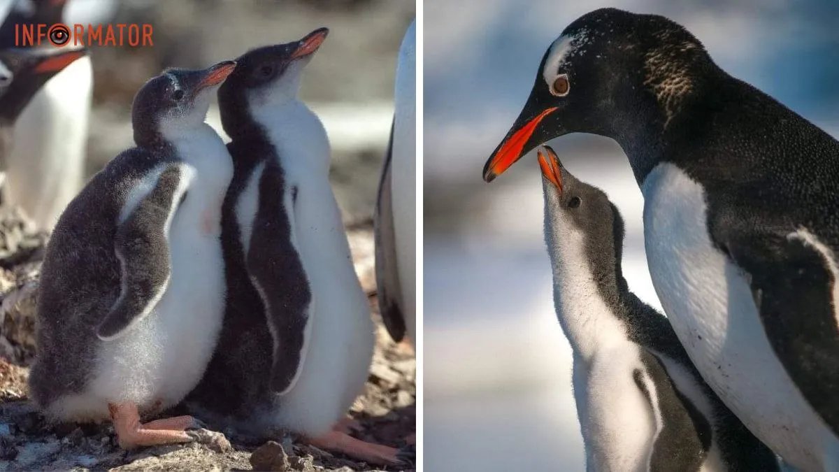Настоящий бэби-бум: у станции «Академик Вернадский» родились 1300 пингвинят