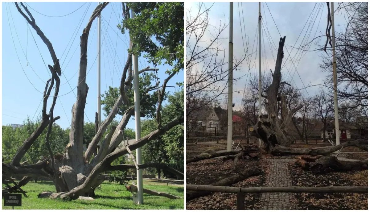 700 лет несокрушимости: в Запорожье разрушается старейшее дерево Украины