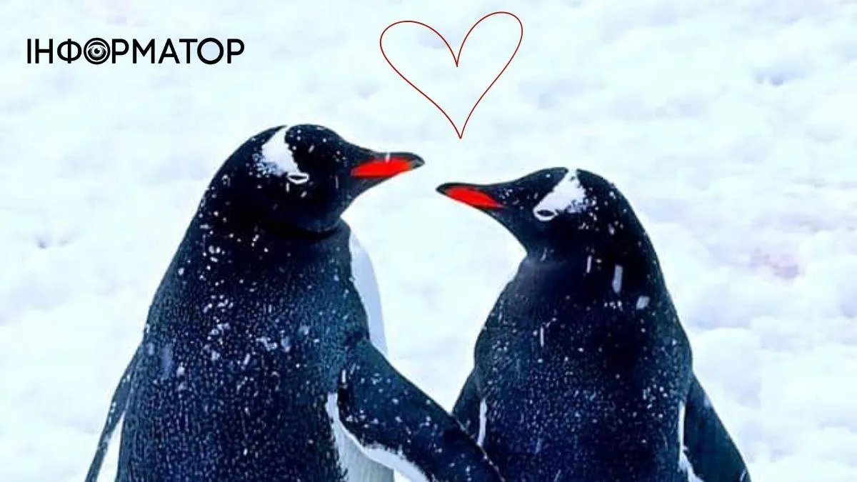 Українські полярники показали закоханих пінгвінів на честь Дня Святого Валентина
