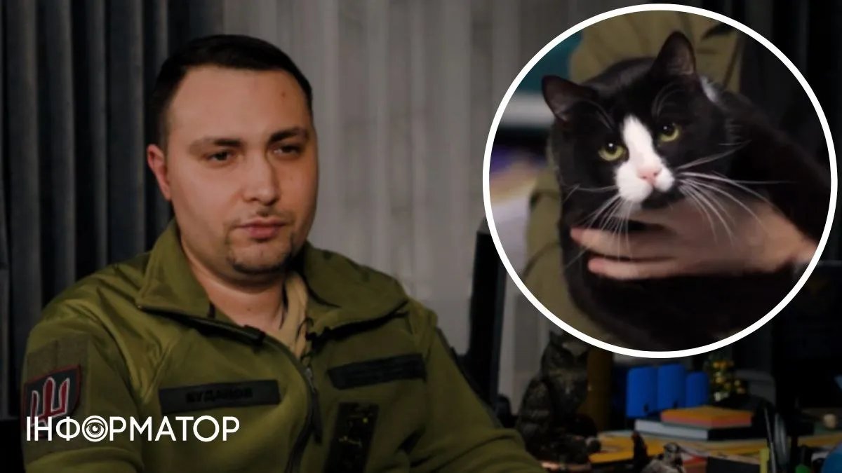 Знает много государственных тайн: Буданов показал кота-разведчика, живущего в офисе ГУР