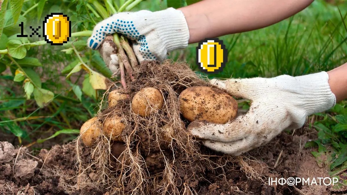 Украинцам рекомендуют сажать на огородах картофель: цены изменятся нешуточно