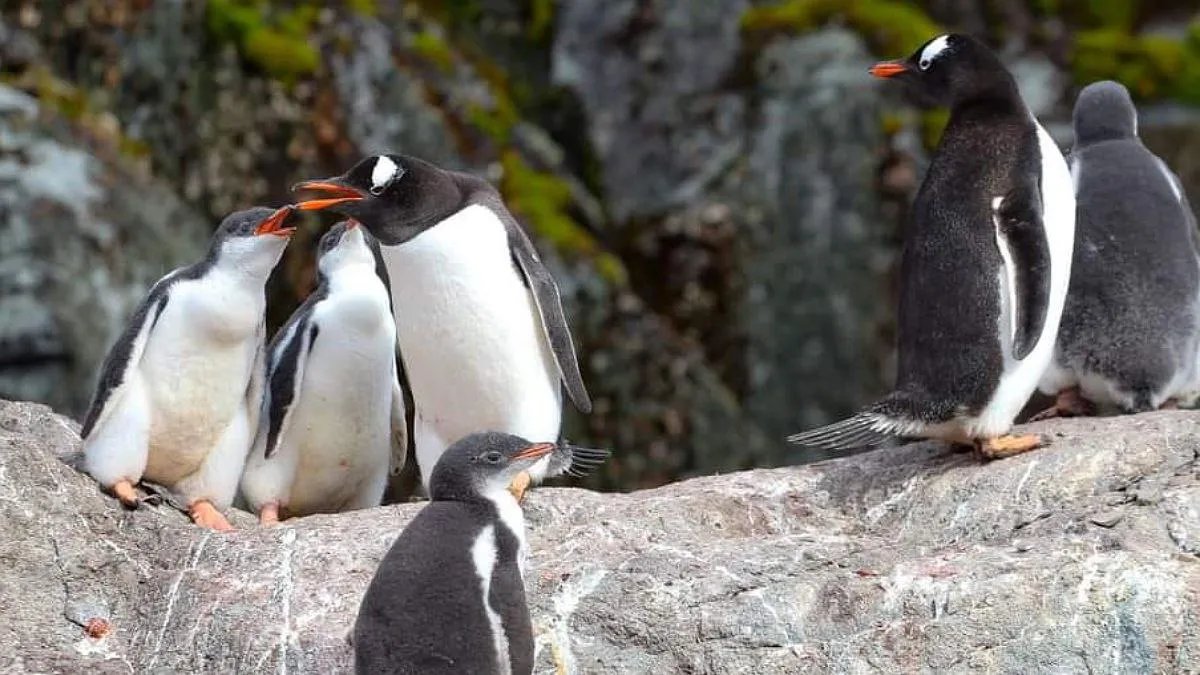 Пингвинята со станции «Академик Вернадский» уже пошли в «детсад»: фото от полярников